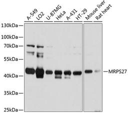 Western blot - MRPS27 antibody (A11667)