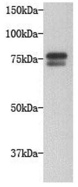 Western blot analysisofHela cell using Golgin subfamily A member 5 antibody