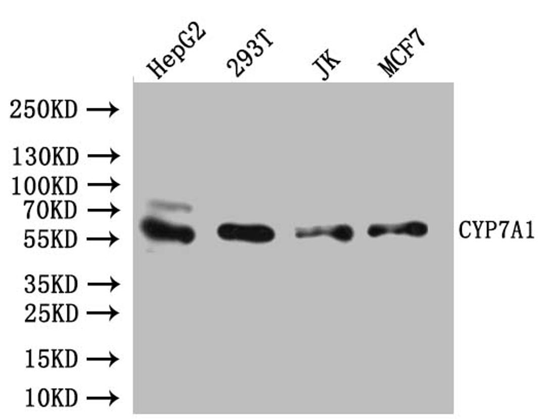 Western Blot. Positive WB detected in: Hela whole cell lysate, K562 whole cell lysate. All lanes: CYP7A1 antibody at 4.5µg/ml. Secondary. Goat polyclonal to rabbit IgG at 1/50000 dilution. Predicted band size: 58 kDa. Observed band size: 58 kDa