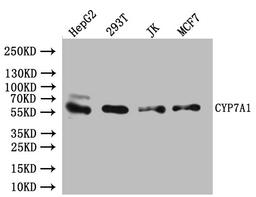 Western Blot. Positive WB detected in: Hela whole cell lysate, K562 whole cell lysate. All lanes: CYP7A1 antibody at 4.5µg/ml. Secondary. Goat polyclonal to rabbit IgG at 1/50000 dilution. Predicted band size: 58 kDa. Observed band size: 58 kDa