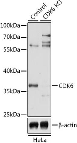 Western blot - CDK6 antibody (A1545)