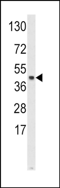 Western blot analysis of SKP2 Antibody in Hela cell line lysates (35ug/lane)