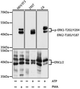 Western blot - Phospho-ERK1-T202/Y204 + ERK2-T185/Y187 antibody (AP0472)