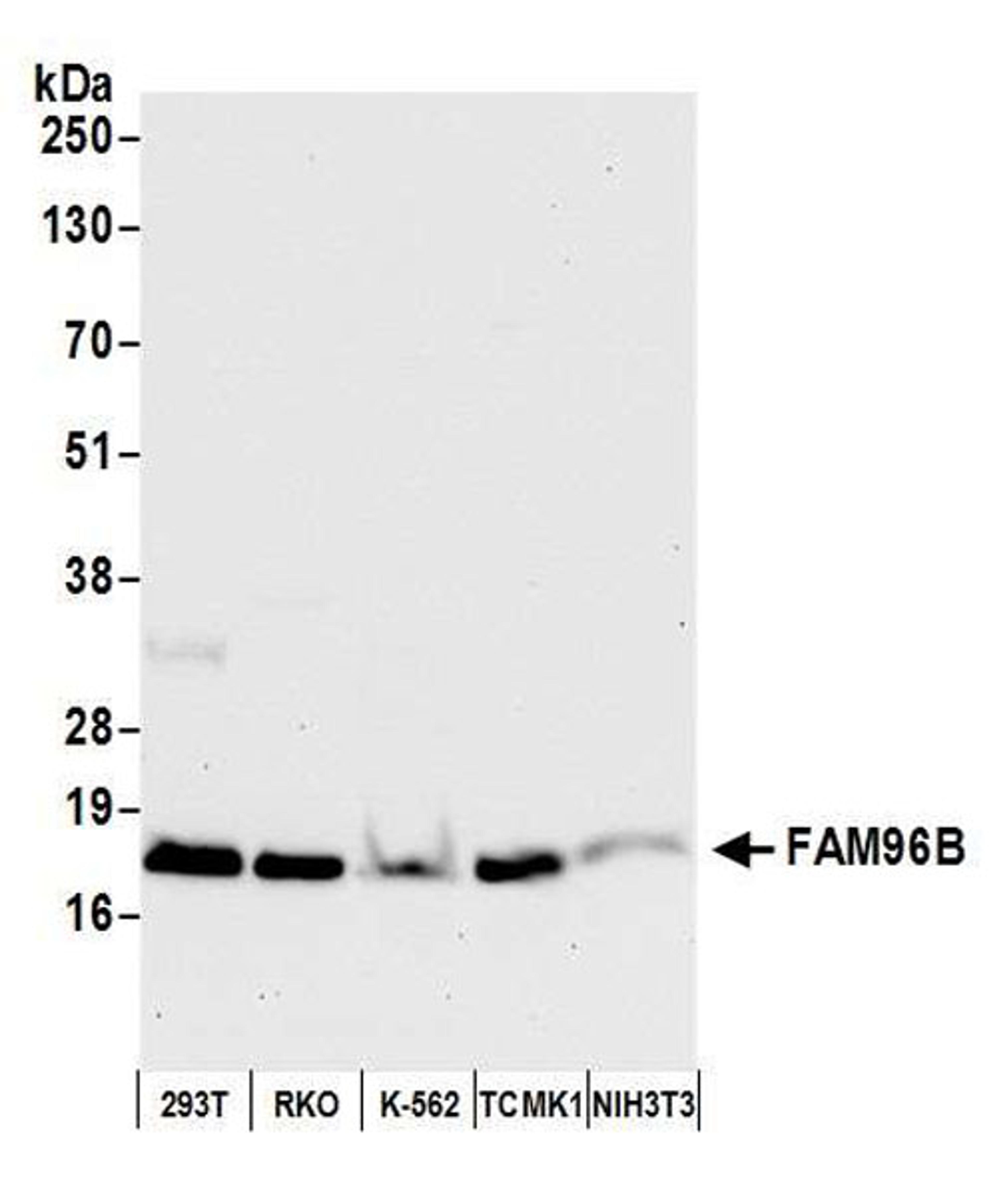 Detection of human and mouse FAM96B by WB.