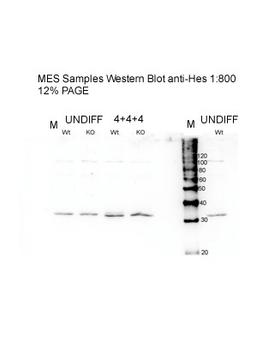 Antibody used in WB on Mouse embryonic stem at 1:800.