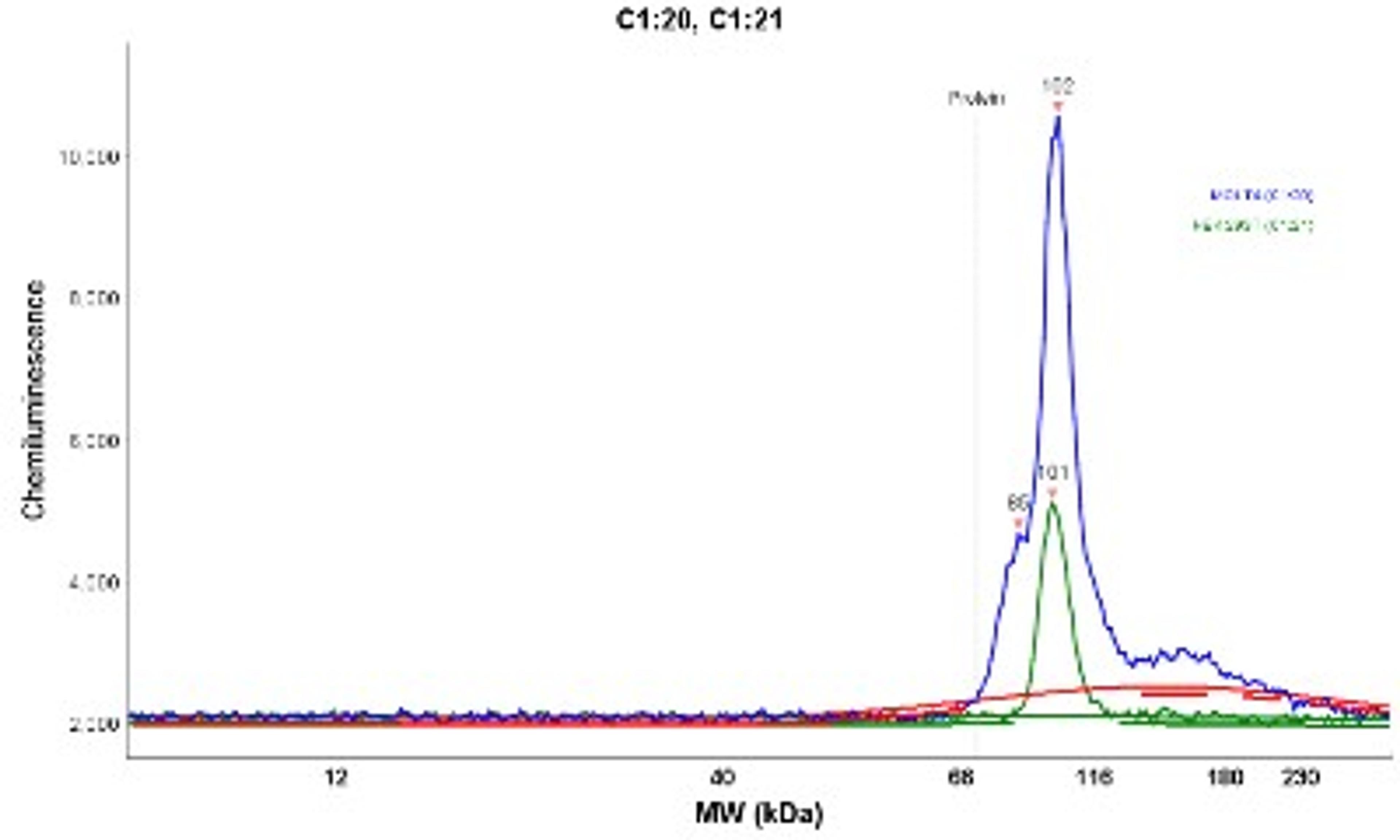 Simple Western: Schlafen 8 Antibody [NBP1-92368] - Electropherogram image(s) of corresponding Simple Western lane view. Schlafen 8 antibody was used at 1:20 dilution on MOLT-4 and HEK 239T lysate(s).