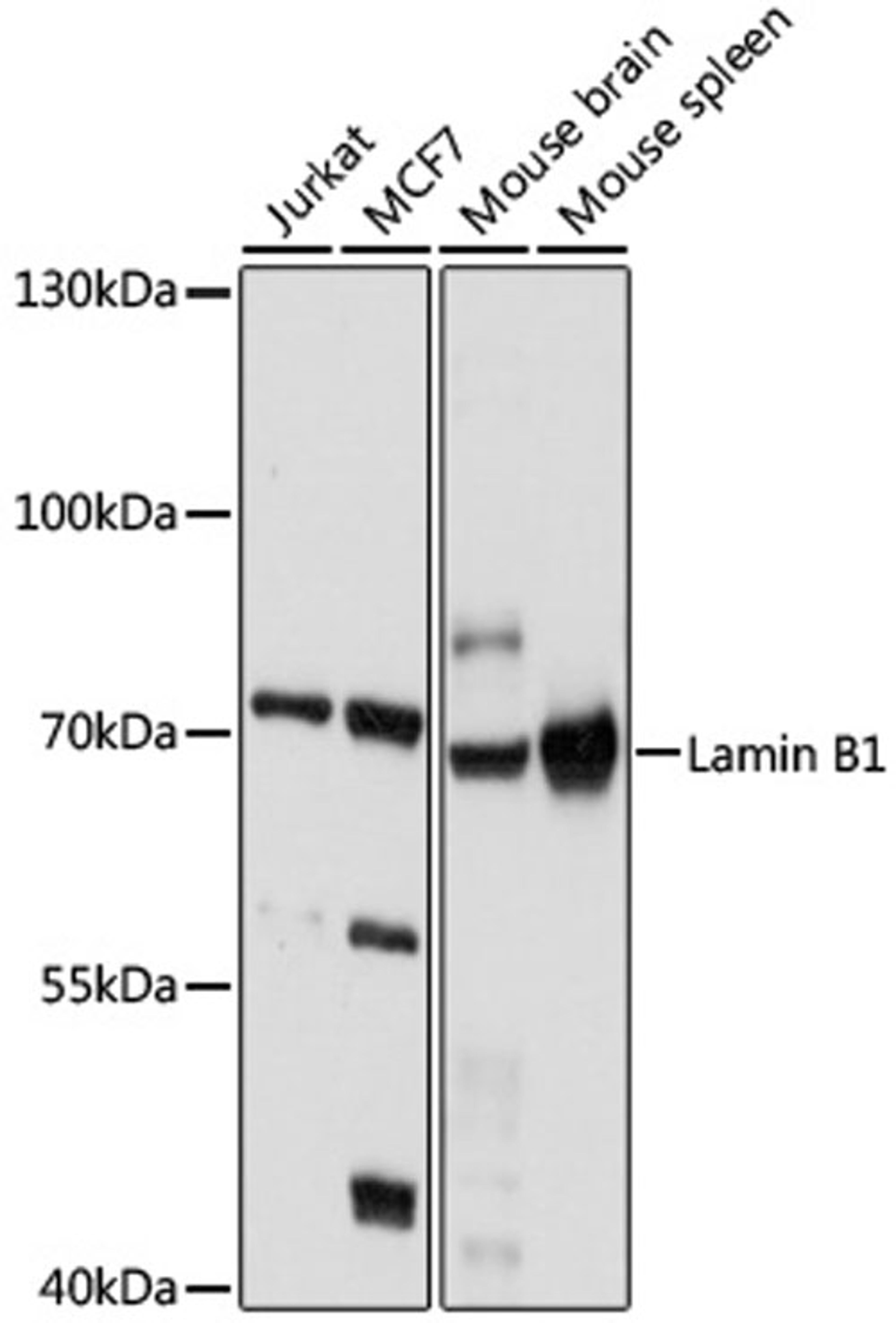 Western blot - Lamin B1 antibody (A16685)