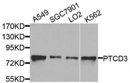 Western blot analysis of extracts of various cells using PTCD3 antibody