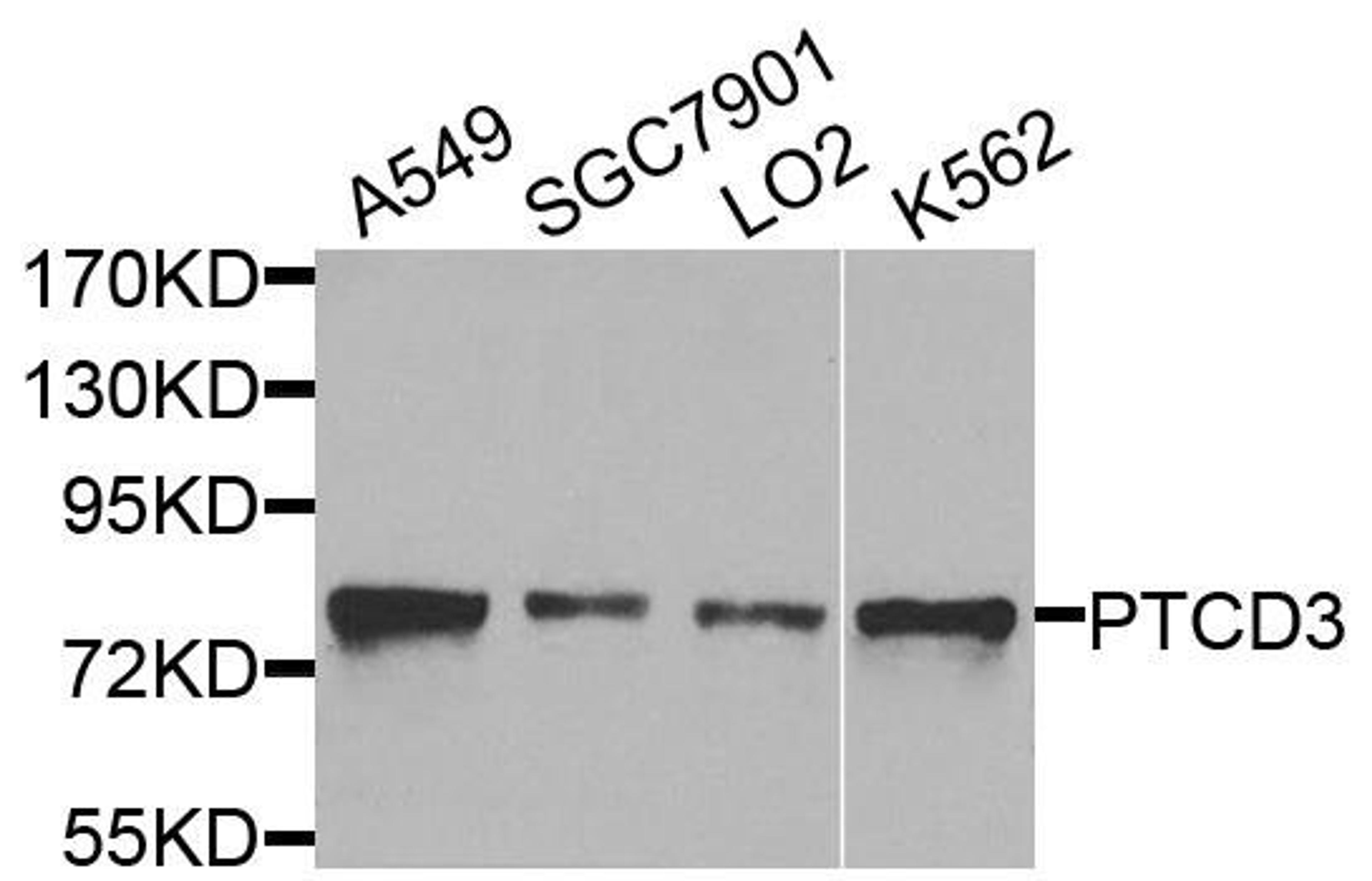 Western blot analysis of extracts of various cells using PTCD3 antibody