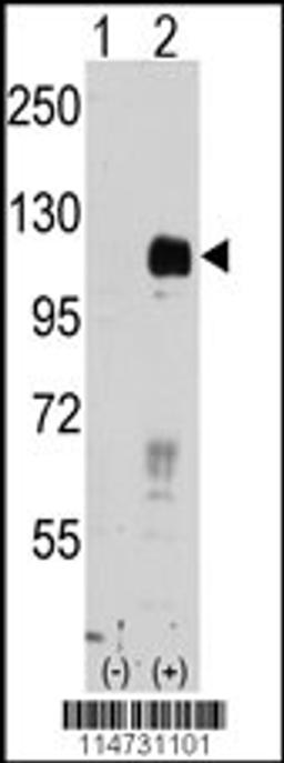 Western blot analysis of EphB4 using rabbit polyclonal EphB4 Antibody.293 cell lysates (2 ug/lane) either nontransfected (Lane 1) or transiently transfected with the EphB4 gene (Lane 2).