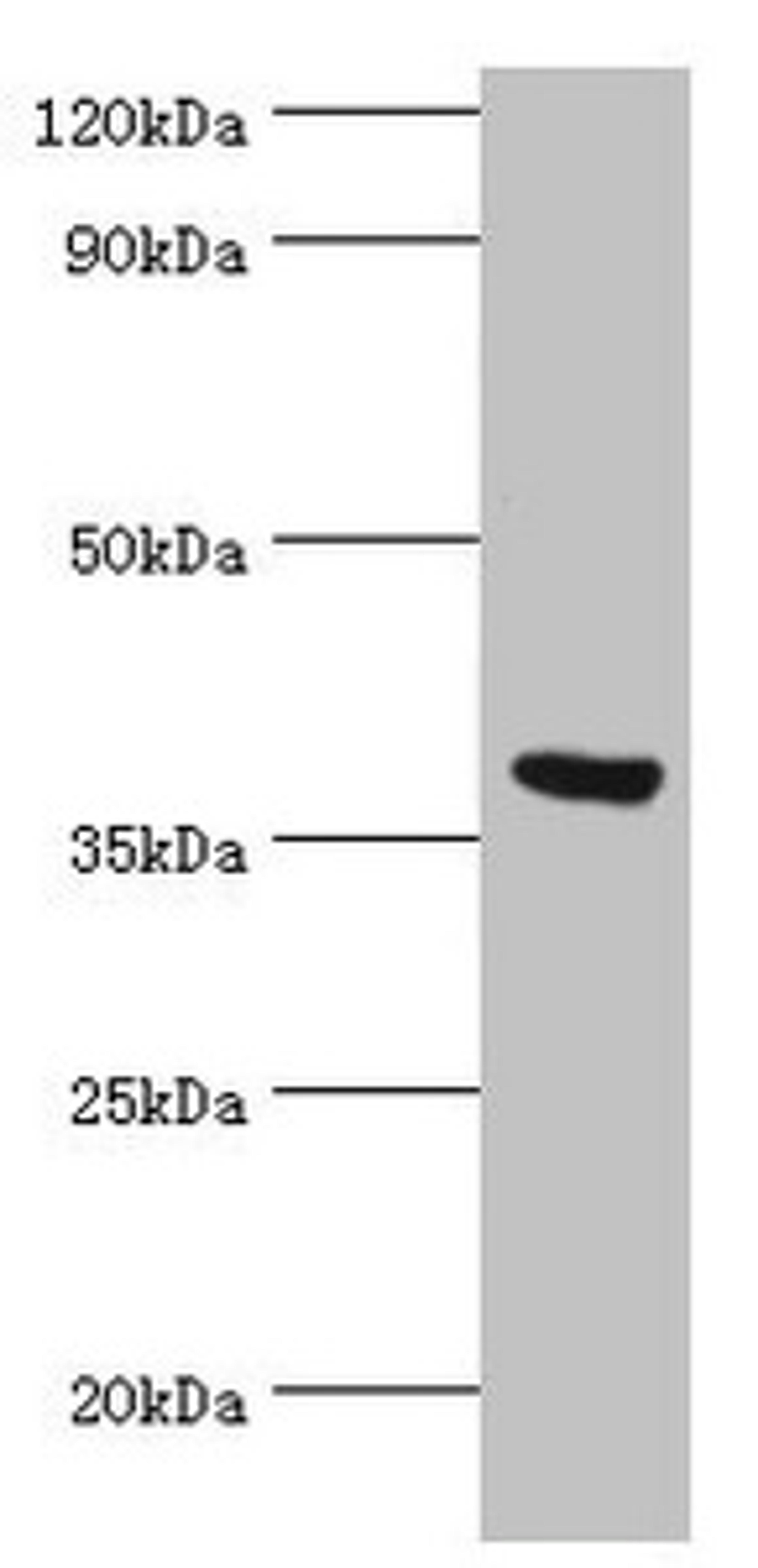 Western blot. All lanes: Peptidyl-prolyl cis-trans isomerase FKBP4 antibody at 0.5ug/ml + MCF-7 whole cell lysate. Secondary. Goat polyclonal to rabbit IgG at 1/10000 dilution. Predicted band size: 52 kDa. Observed band size: 52 kDa. 
