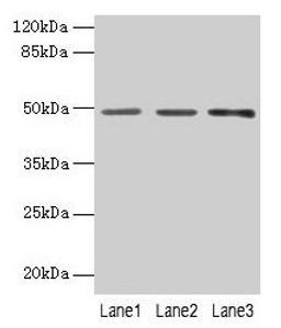 Western blot. All lanes: PSG6 antibody at 6µg/ml. Lane 1: HepG2 whole cell lysate. Lane 2: 293T whole cell lysate. Lane 3: MCF-7 whole cell lysate. Secondary. Goat polyclonal to rabbit IgG at 1/10000 dilution. Predicted band size: 49, 48 kDa. Observed band size: 49 kDa