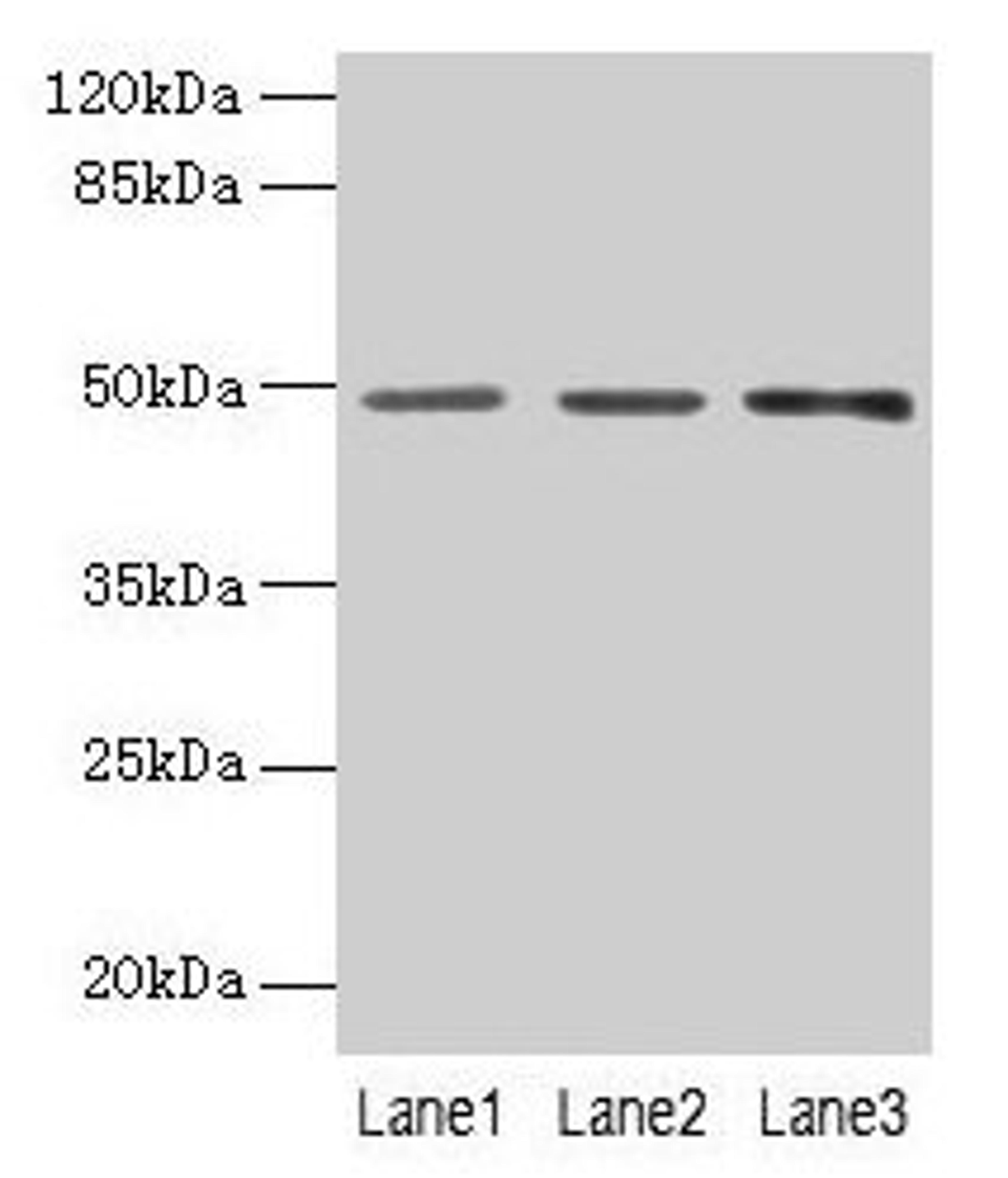 Western blot. All lanes: PSG6 antibody at 6µg/ml. Lane 1: HepG2 whole cell lysate. Lane 2: 293T whole cell lysate. Lane 3: MCF-7 whole cell lysate. Secondary. Goat polyclonal to rabbit IgG at 1/10000 dilution. Predicted band size: 49, 48 kDa. Observed band size: 49 kDa
