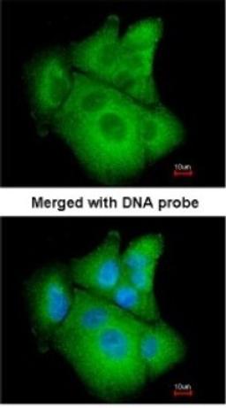 Immunocytochemistry/Immunofluorescence: PSAT1 Antibody [NBP1-32920] - Paraformaldehyde-fixed A549, using antibody at 1:200 dilution.