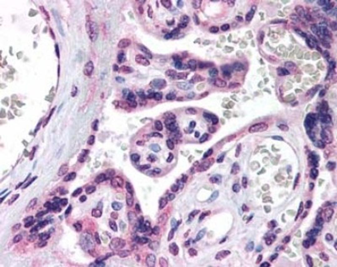 Immunohistochemistry: HSD3B1 Antibody (FDO66Q) [NB110-78644] - Staining of placental villi.