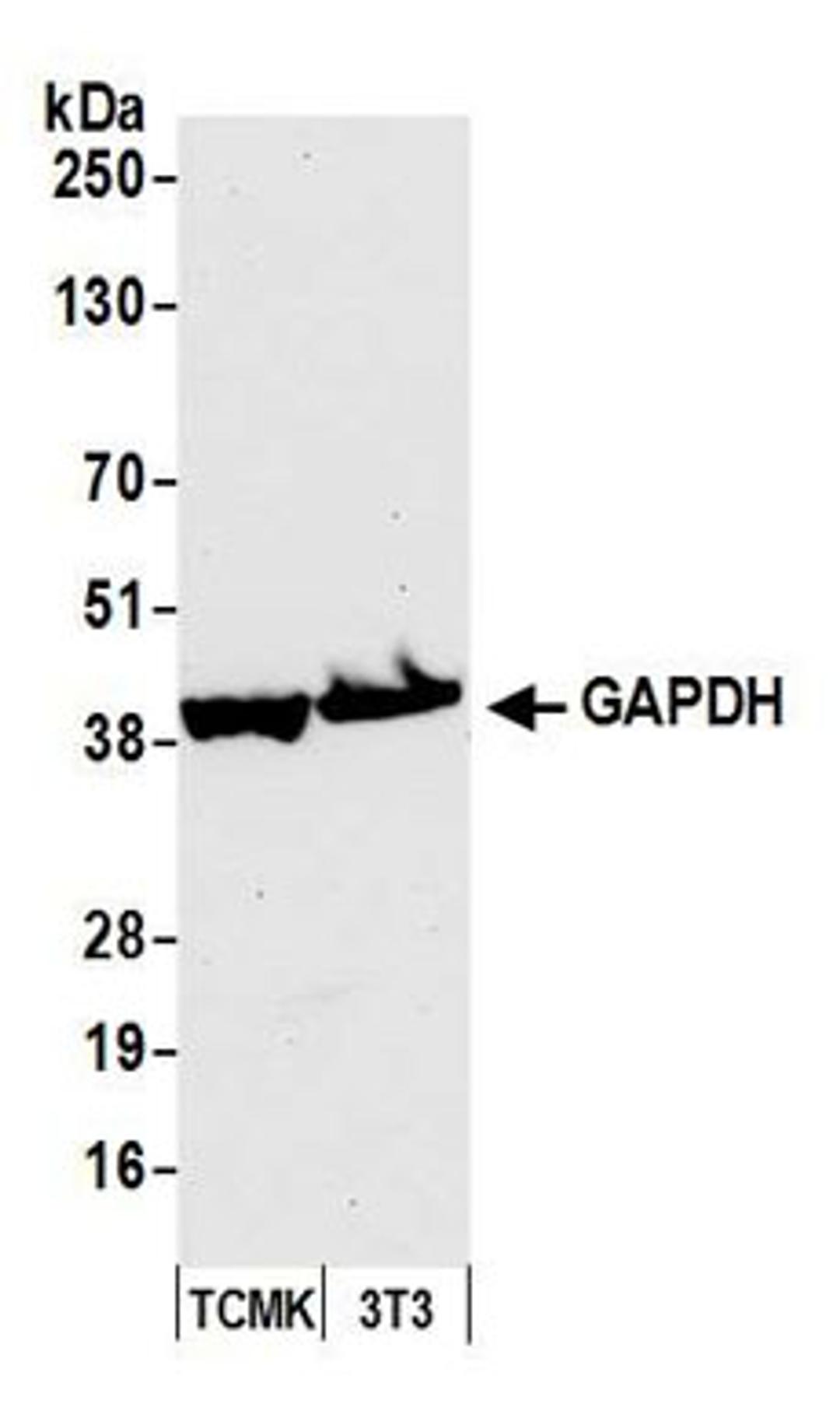 Detection of mouse GAPDH by western blot.