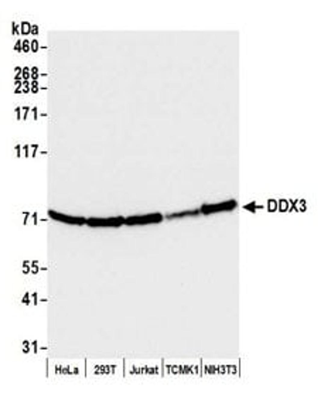 Detection of human and mouse DDX3 by western blot.