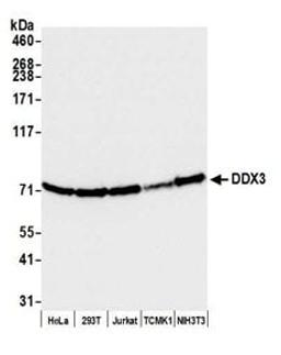 Detection of human and mouse DDX3 by western blot.