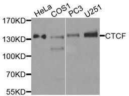 Western blot analysis of extracts of various cells using CTCF antibody