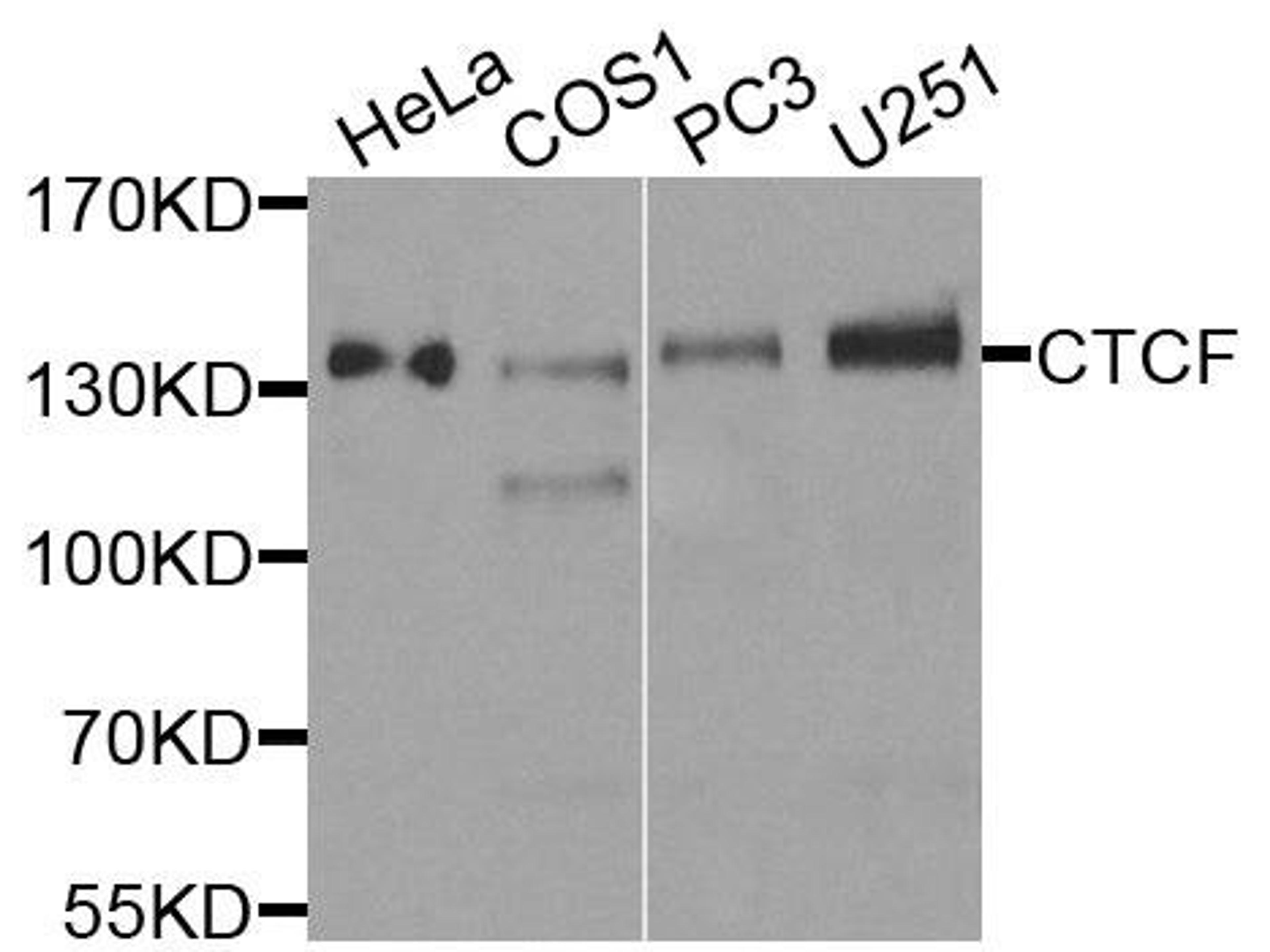 Western blot analysis of extracts of various cells using CTCF antibody