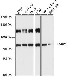 Western blot - LARP5 antibody (A13077)