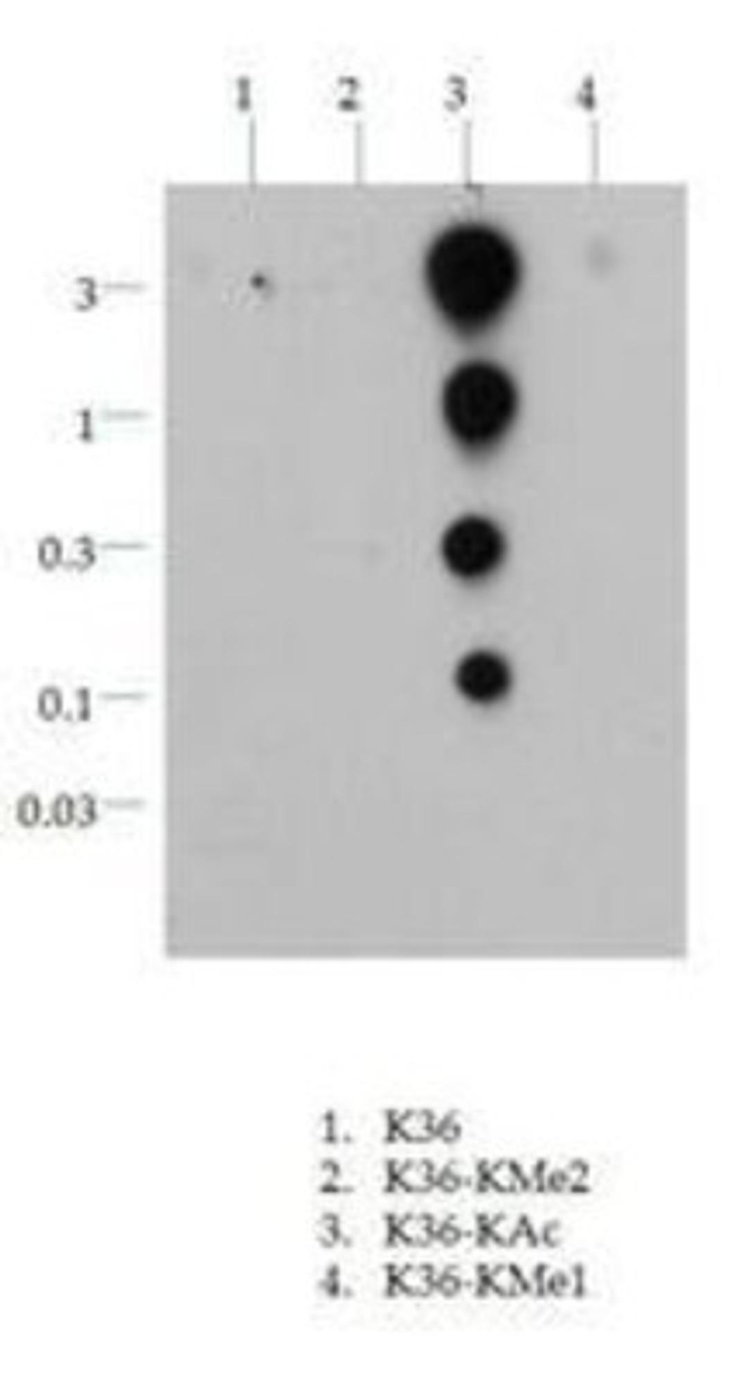 Dot Blot: Histone H3 [ac  Lys36] Antibody [NB21-1254] - Dot blot analysis of H3 K36ac in picomoles of peptide.