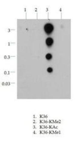 Dot Blot: Histone H3 [ac  Lys36] Antibody [NB21-1254] - Dot blot analysis of H3 K36ac in picomoles of peptide.