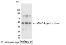 Western Blot: VSV-G Epitope Tag Antibody [NB100-2485] - 200, 100, or 50 ng of E. coli whole cell lysate expressing a multi-tag fusion protein. Antibody used at 0.04 ug/ml (1:25,000).