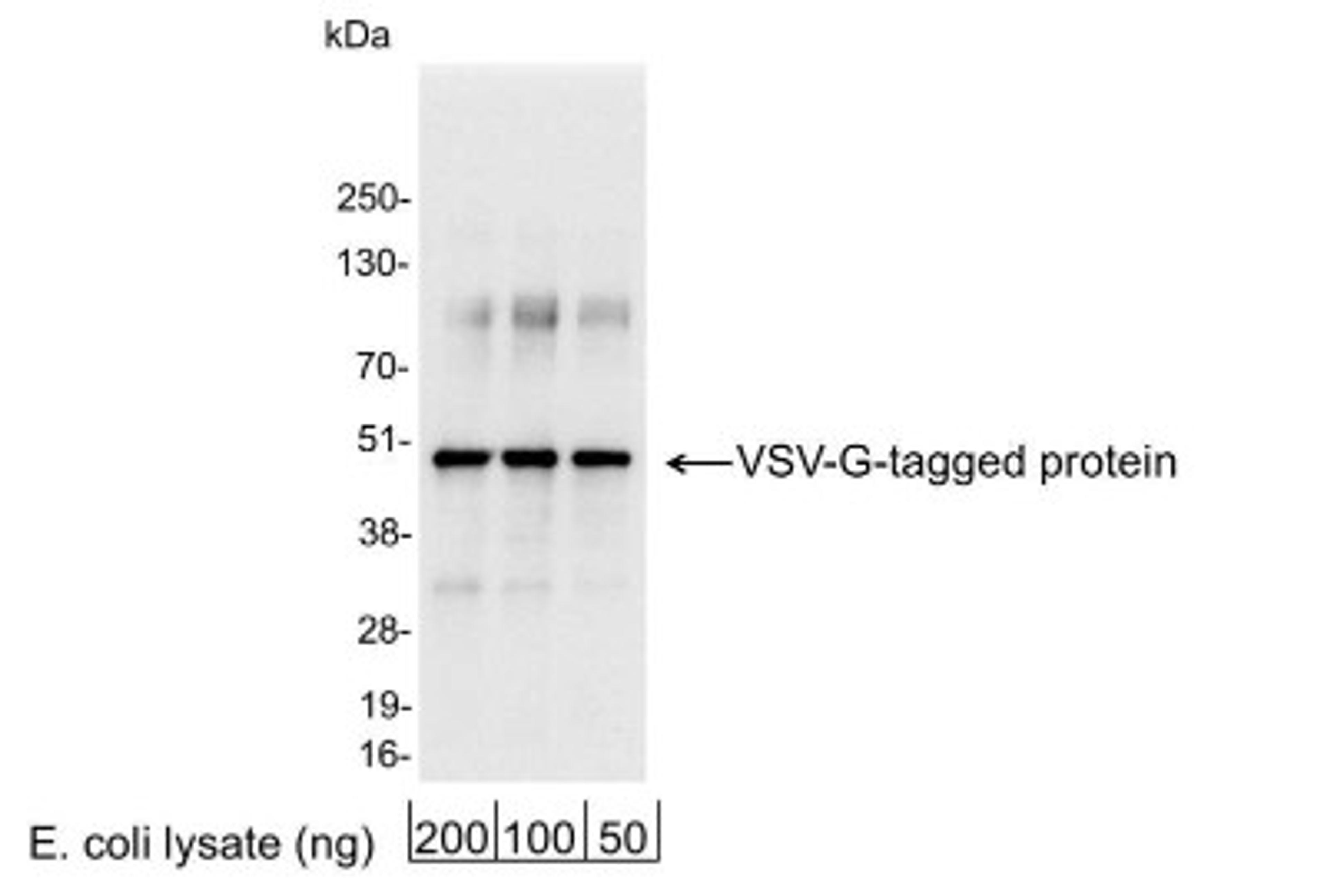 Western Blot: VSV-G Epitope Tag Antibody [NB100-2485] - 200, 100, or 50 ng of E. coli whole cell lysate expressing a multi-tag fusion protein. Antibody used at 0.04 ug/ml (1:25,000).