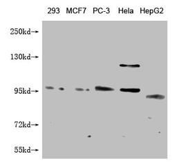 Western Blot. Positive WB detected in: 293 whole cell lysate, MCF-7 whole cell lysate, PC-3 whole cell lysate, Hela whole cell lysate, HepG2 whole cell lysate. All lanes: FILIP1L antibody at 1:1000. Secondary. Goat polyclonal to mouse IgG at 1/50000 dilution. Predicted band size: 29, 80, 102, 130  KDa. Observed band size: 102 KDa. Exposure time：5min
