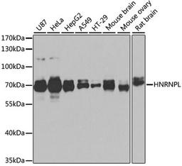 Western blot - HNRNPL antibody (A12447)