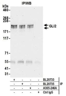 Detection of human GLI2 by western blot of immunoprecipitates.