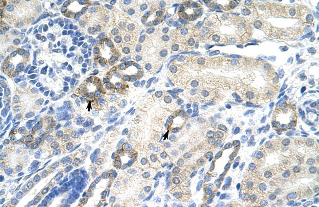 Antibody used in IHC on Human kidney.