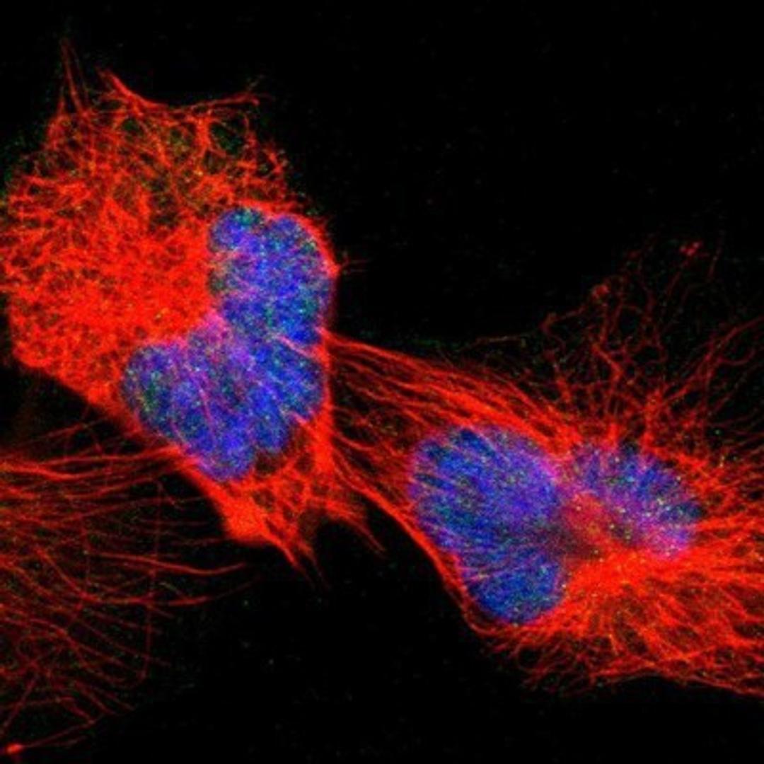 Immunocytochemistry/Immunofluorescence: ZSCAN16 Antibody [NBP1-85184] - Staining of human cell line U-251MG shows positivity in nuclei.