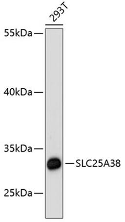 Western blot - SLC25A38 antibody (A13218)