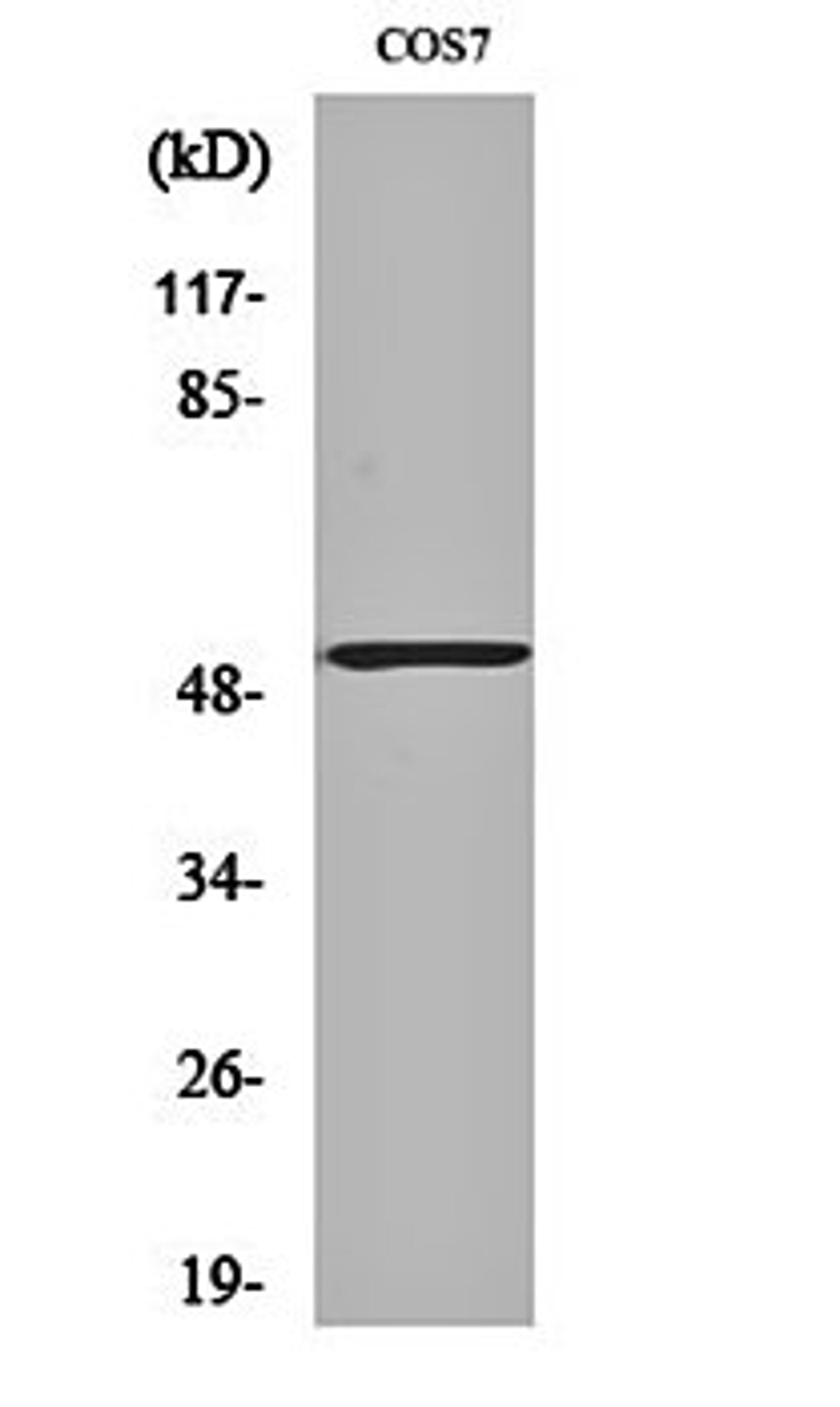 Western blot analysis of COS7 cell lysates using Calregulin antibody