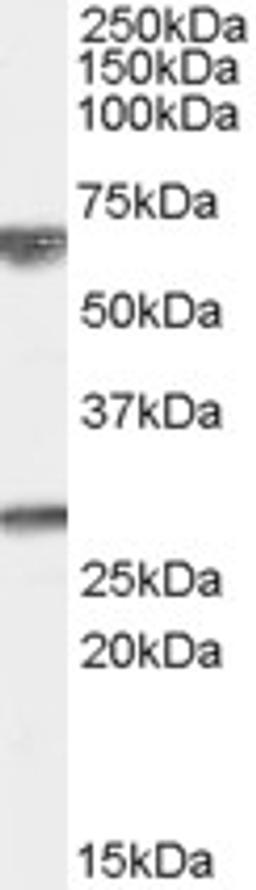 45-698 (0.01ug/ml) staining of Human Brain (Cerebellum) lysate (35ug protein in RIPA buffer). Primary incubation was 1 hour. Detected by chemiluminescence.