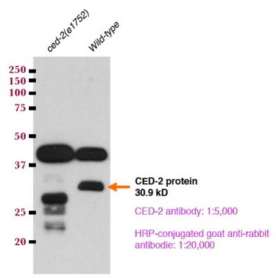 Western Blot: CED-2 Antibody [42090002] - 100 L4 [wild-type or ced-2(e1752)] larvae from each strain using anti-CED-2 antibody (Novus,42090002; 1:5,000 dilution). Image from verified customer review.