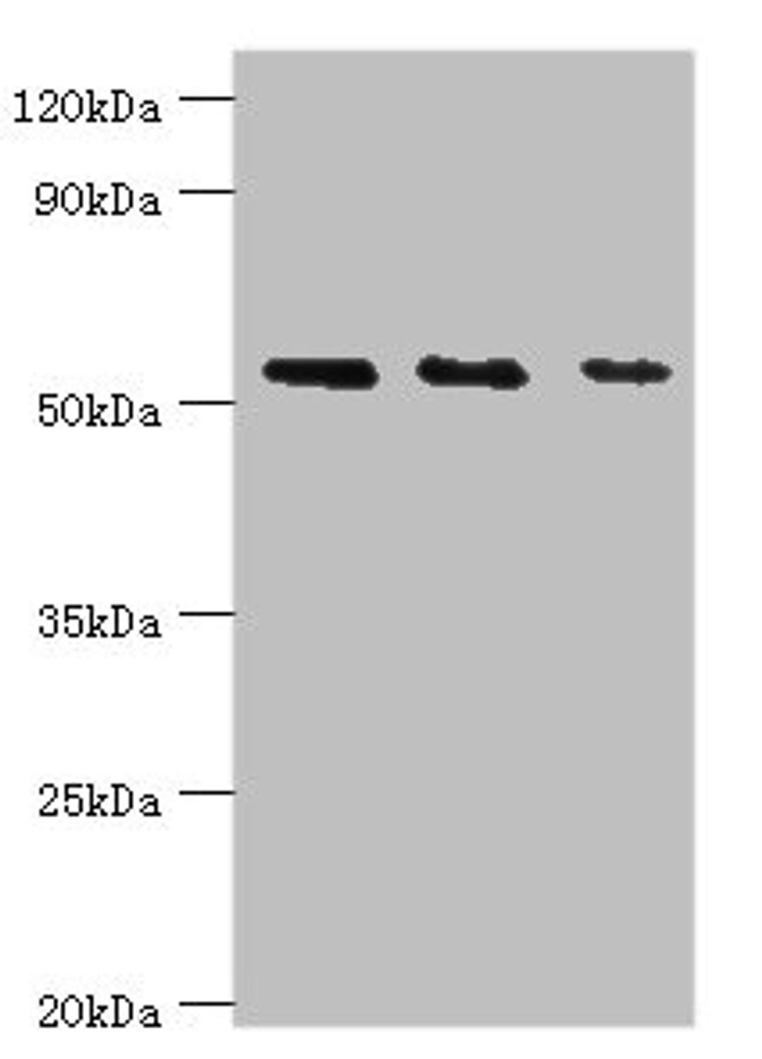 Western blot. All lanes: TGF-beta-activated kinase 1 and MAP3K7-binding protein 1 antibody at 7ug/ml. Lane 1: K562 whole cell lysate. Lane 2: Hela whole cell lysate. Lane 3: Mouse heart tissue. Secondary. Goat polyclonal to rabbit IgG at 1/10000 dilution. Predicted band size: 55, 50 kDa. Observed band size: 55 kDa. 