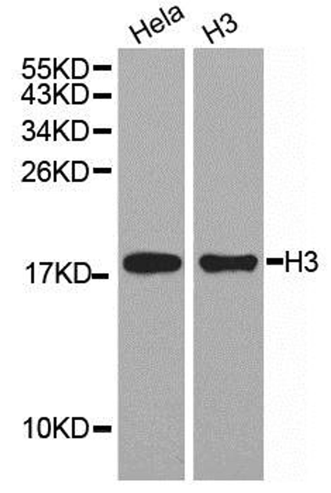 Western blot analysis of extracts of HeLa cell line and H3 protein expressed in E.coli using Histone3 antibody