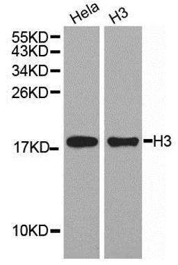 Western blot analysis of extracts of HeLa cell line and H3 protein expressed in E.coli using Histone3 antibody