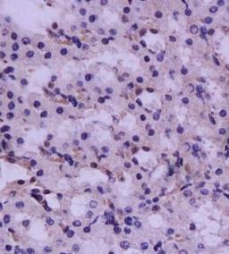 IHC-P of rat kidney tissue (HGF antibody at 1:200)