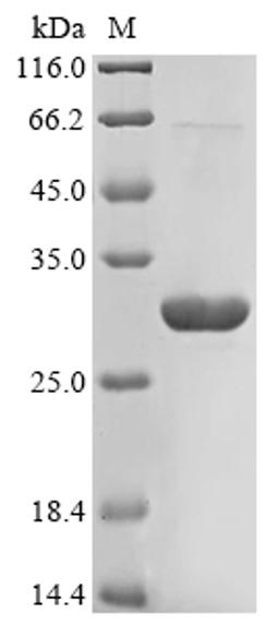 (Tris-Glycine gel) Discontinuous SDS-PAGE (reduced) with 5% enrichment gel and 15% separation gel.