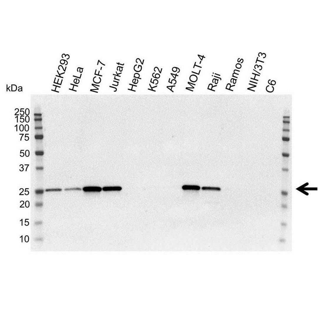 Western blot analysis of whole cell lysates probed with bcl-2 antibody