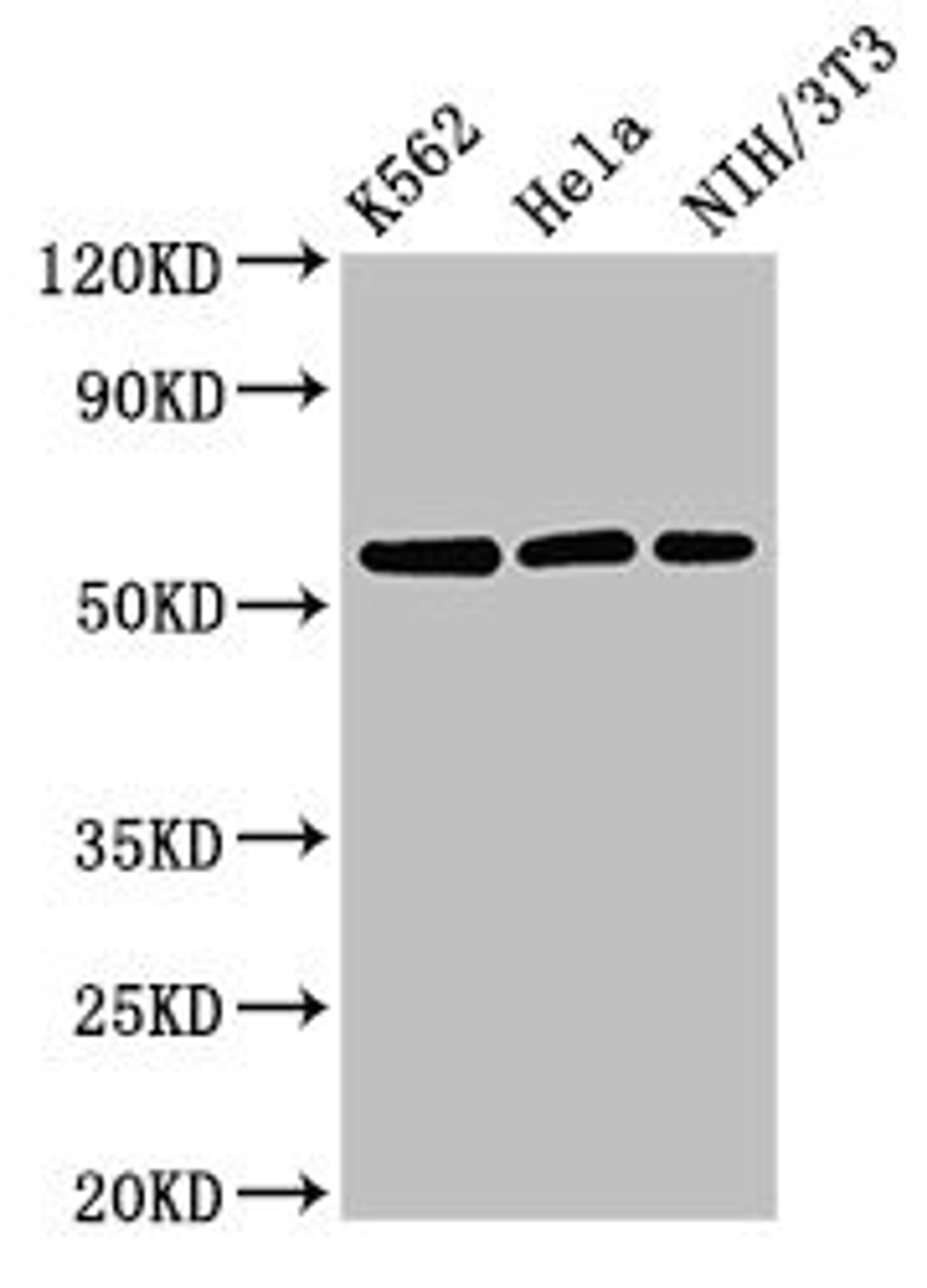 Western Blot. Positive WB detected in: K562 whole cell lysate, Hela whole cell lysate, NIH/3T3 whole cell lysate. All lanes: SESN1 antibody at 3µg/ml. Secondary. Goat polyclonal to rabbit IgG at 1/50000 dilution. Predicted band size: 57, 64, 50 kDa. Observed band size: 57 kDa