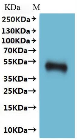 CSB-MP004844HU is detected by Mouse anti-6*His monoclonal antibody.(This tag can be tested only under denaturing conditions.)