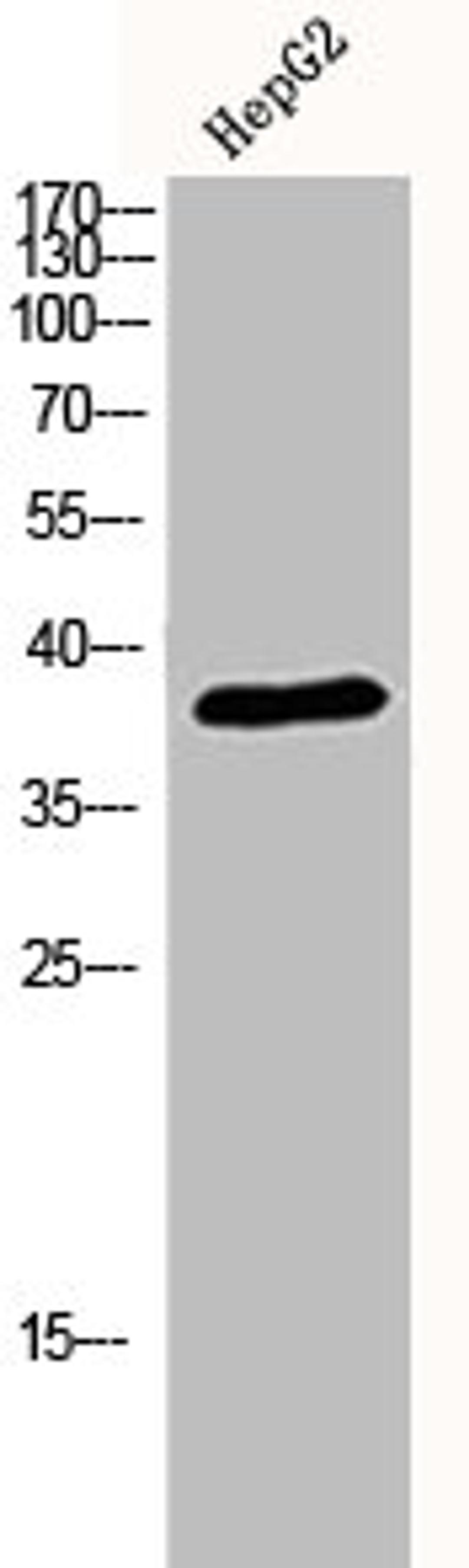 Western Blot analysis of HEPG2 cells using p38 Polyclonal Antibody