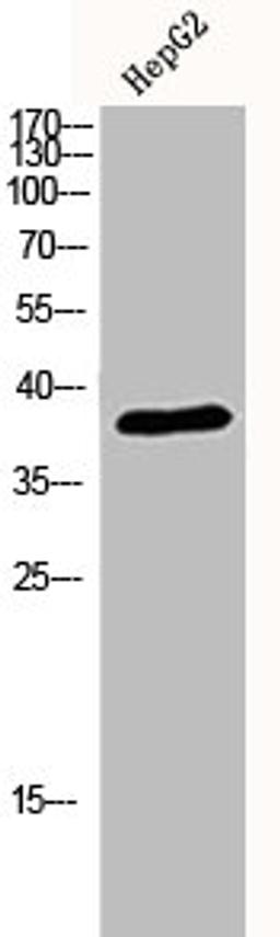 Western Blot analysis of HEPG2 cells using p38 Polyclonal Antibody