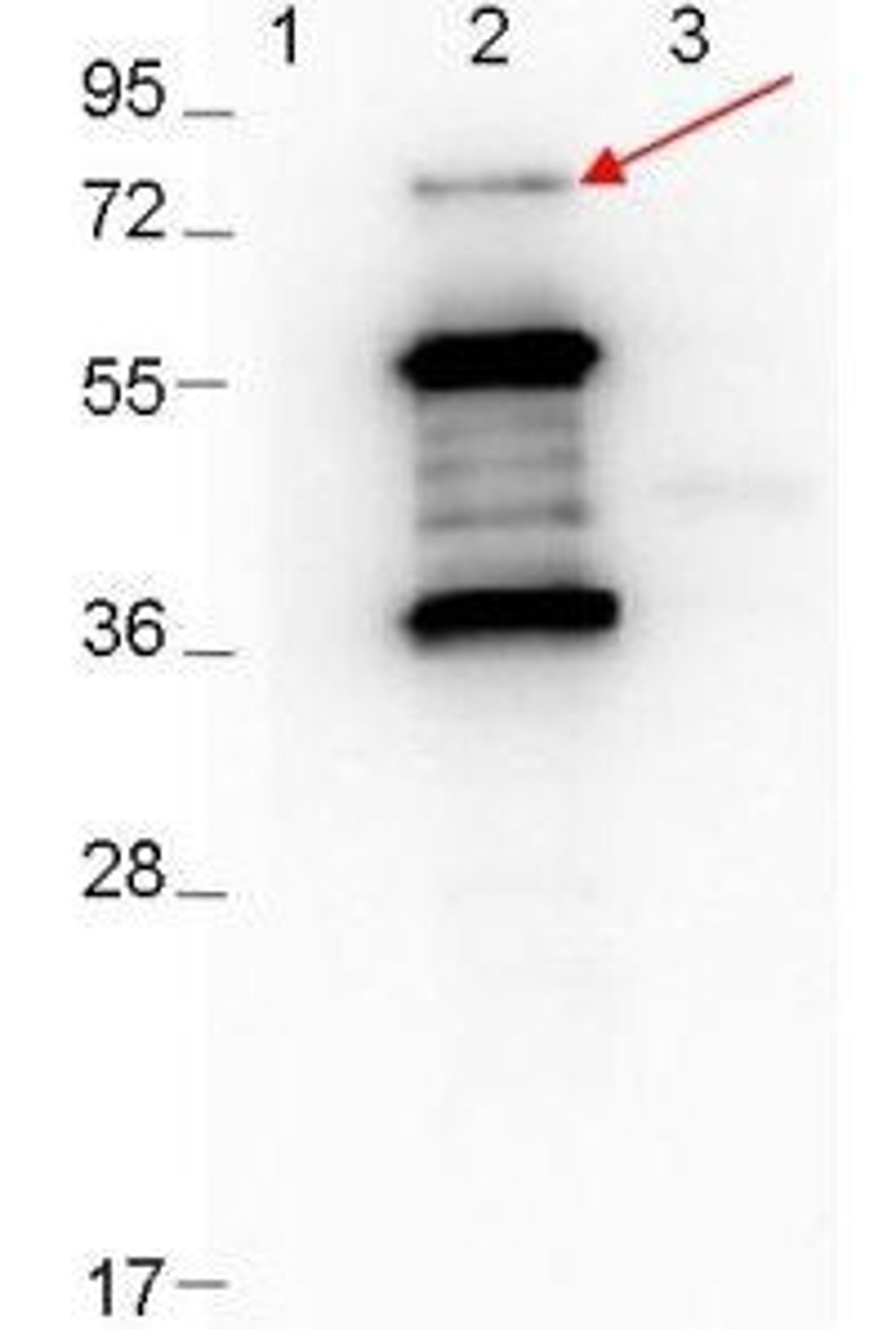 Western blot analysis of Molecular weight markers MBP-ErpD/Arp37 fusion proteins (arrow: expected MW of major band: 73.3 kDa) using Erpd/Arp37 antibody