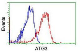 Flow Cytometry: Apg3 Antibody (3H2) [NBP2-01083] - Analysis of Hela cells, using anti-Apg3 antibody, (Red), compared to a nonspecific negative control antibody (Blue).